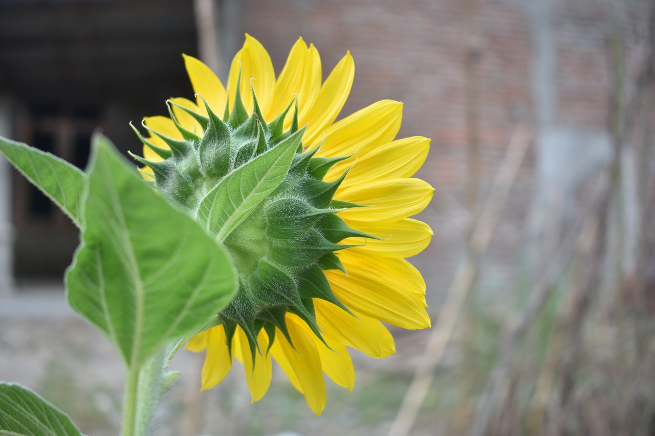 sunflower blossom yellow free photo