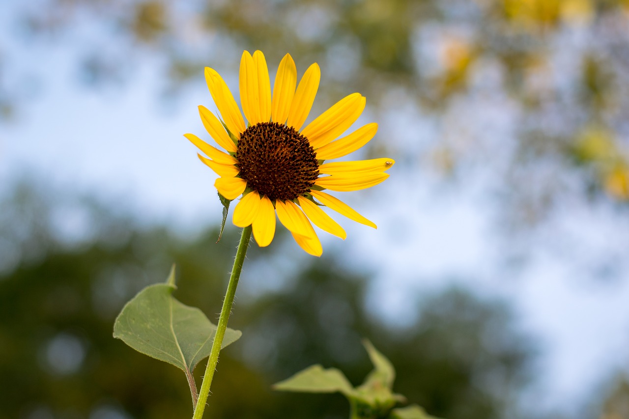 sunflower sky sunrise free photo