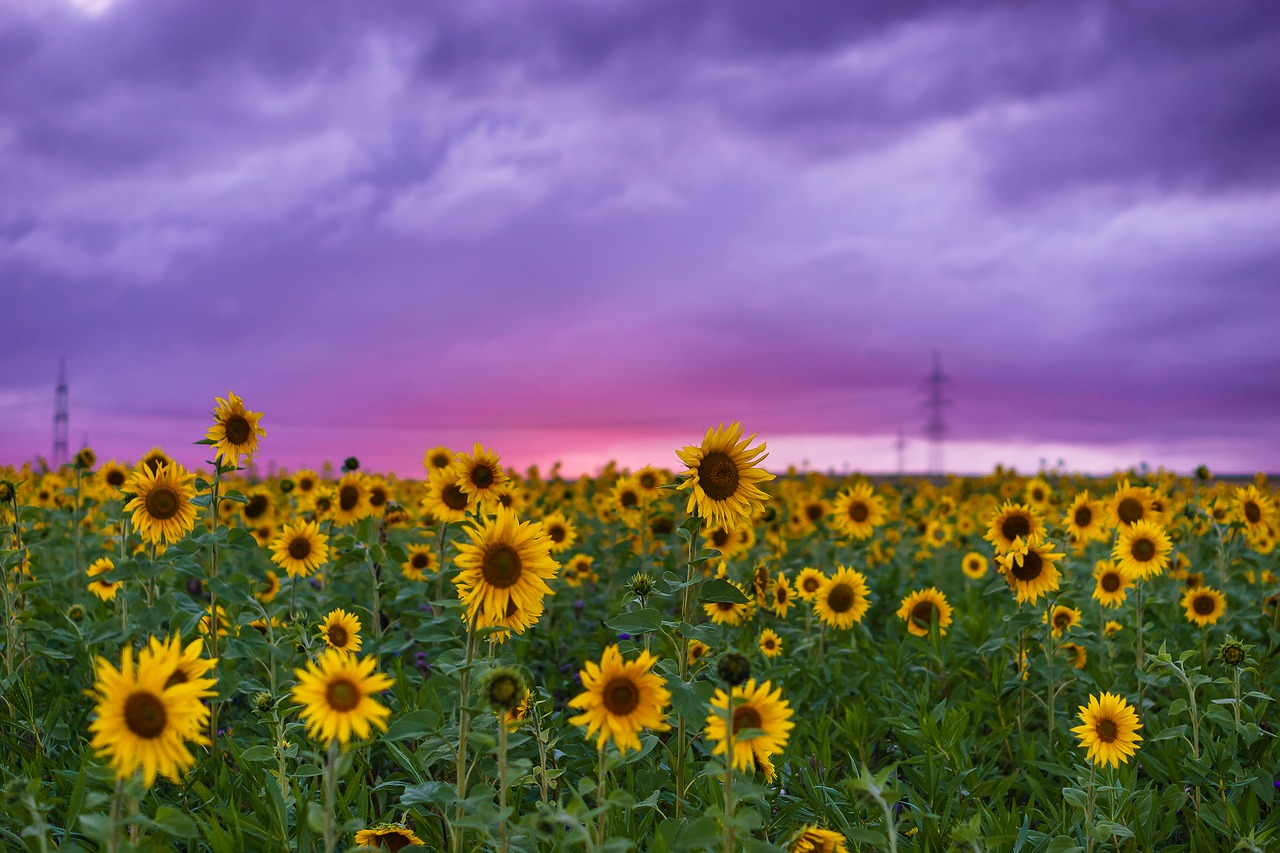 sunflower flowers color free photo