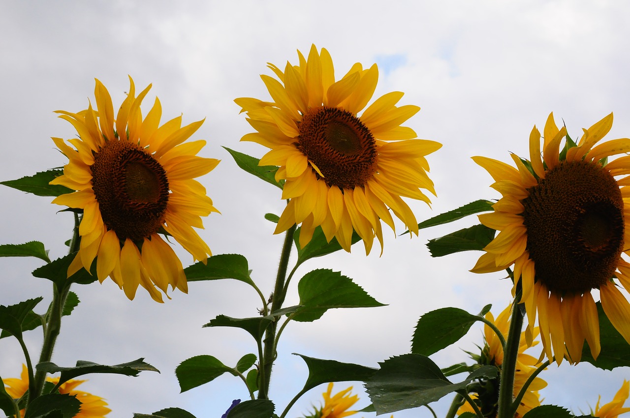 sunflower trio cloudy day free photo
