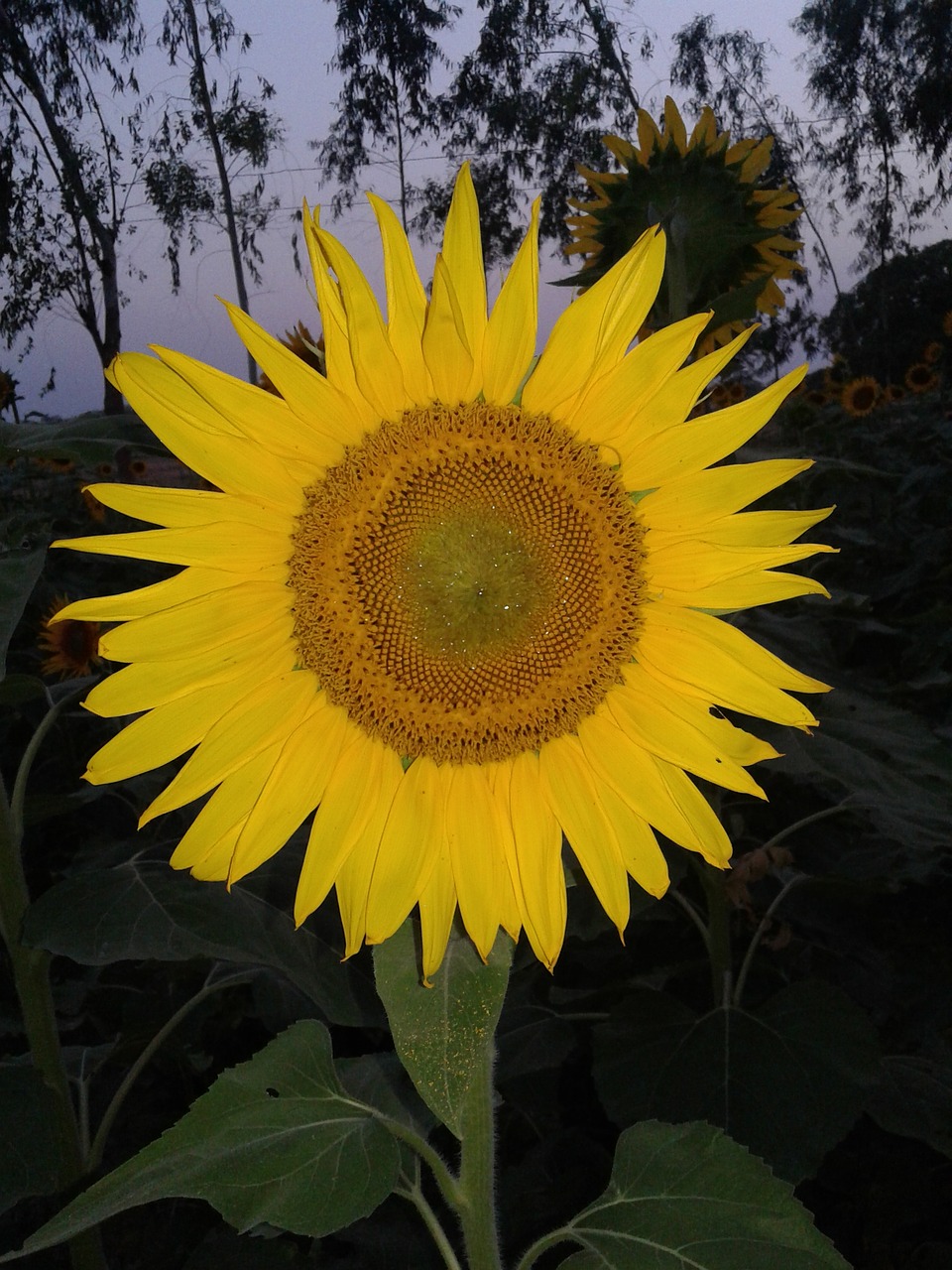 sunflower natural beauty free photo