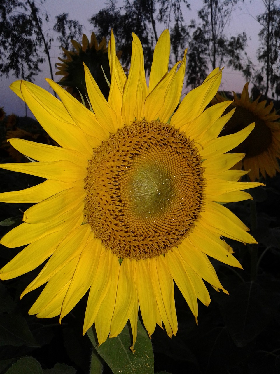 sunflower beauty yellow free photo