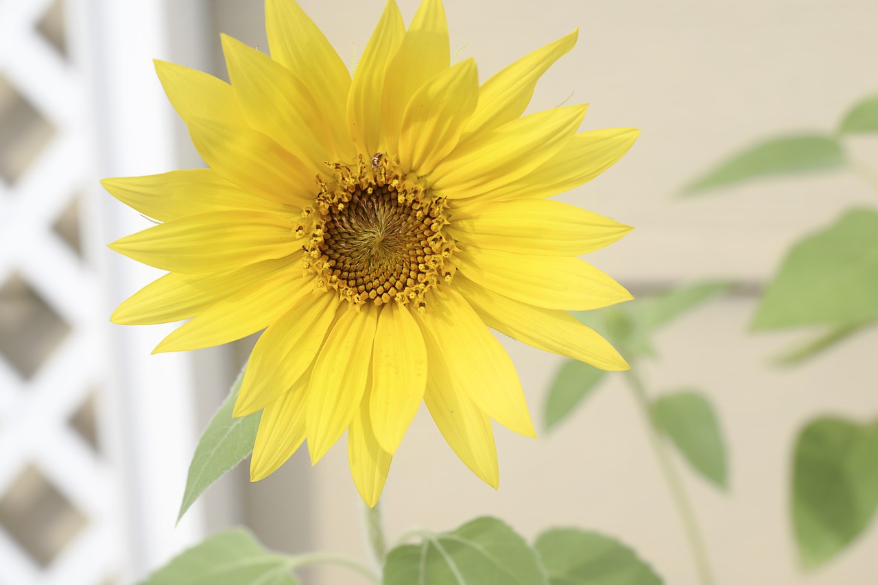 sunflower flower yellow free photo