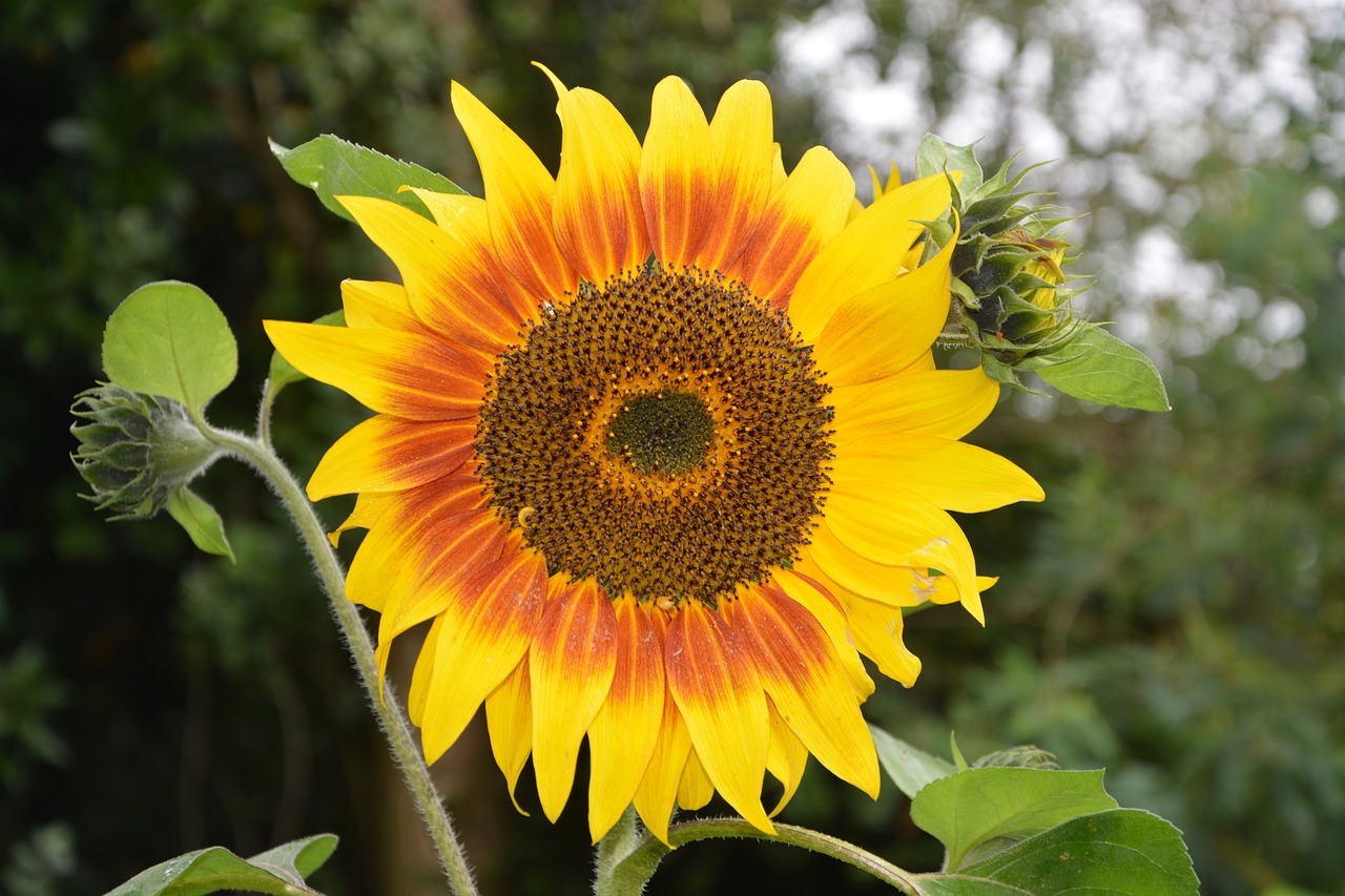 sunflower flowers sunflower yellow free photo