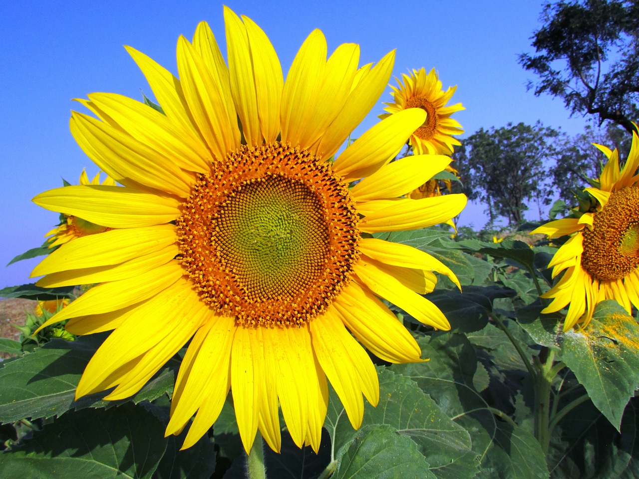 sunflower flower yellow free photo