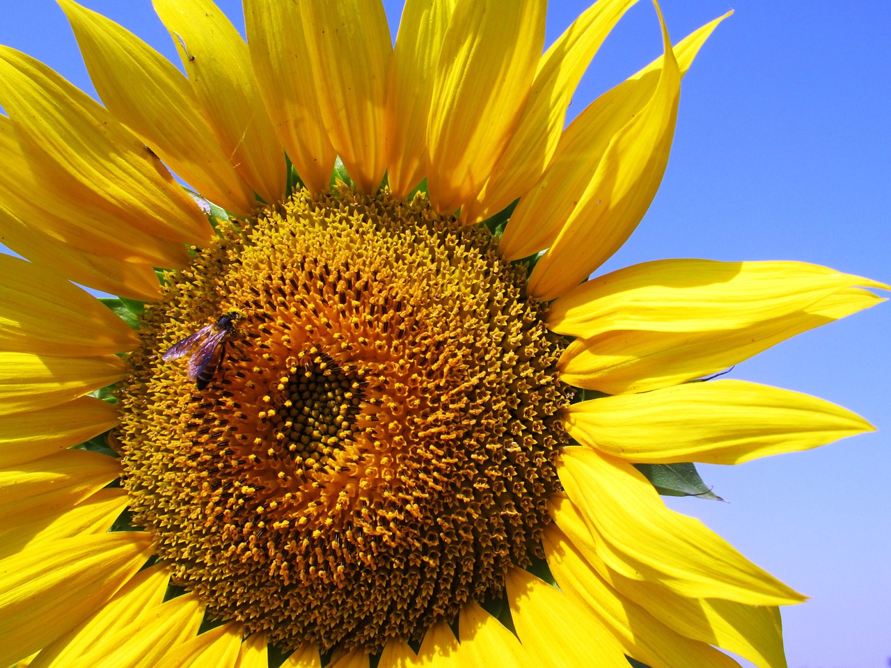 sunflower honeybee flower free photo