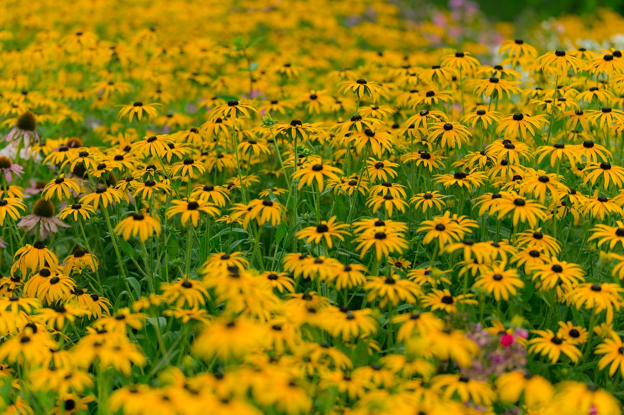 sunflower pasture field free photo