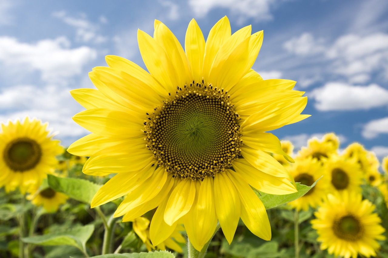 sunflower blue sky cloud summer free photo