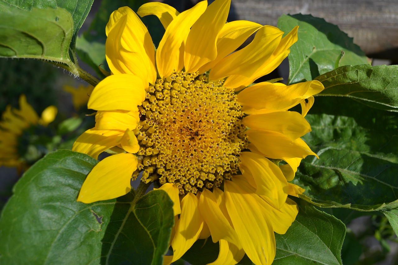 sunflower yellow head free photo