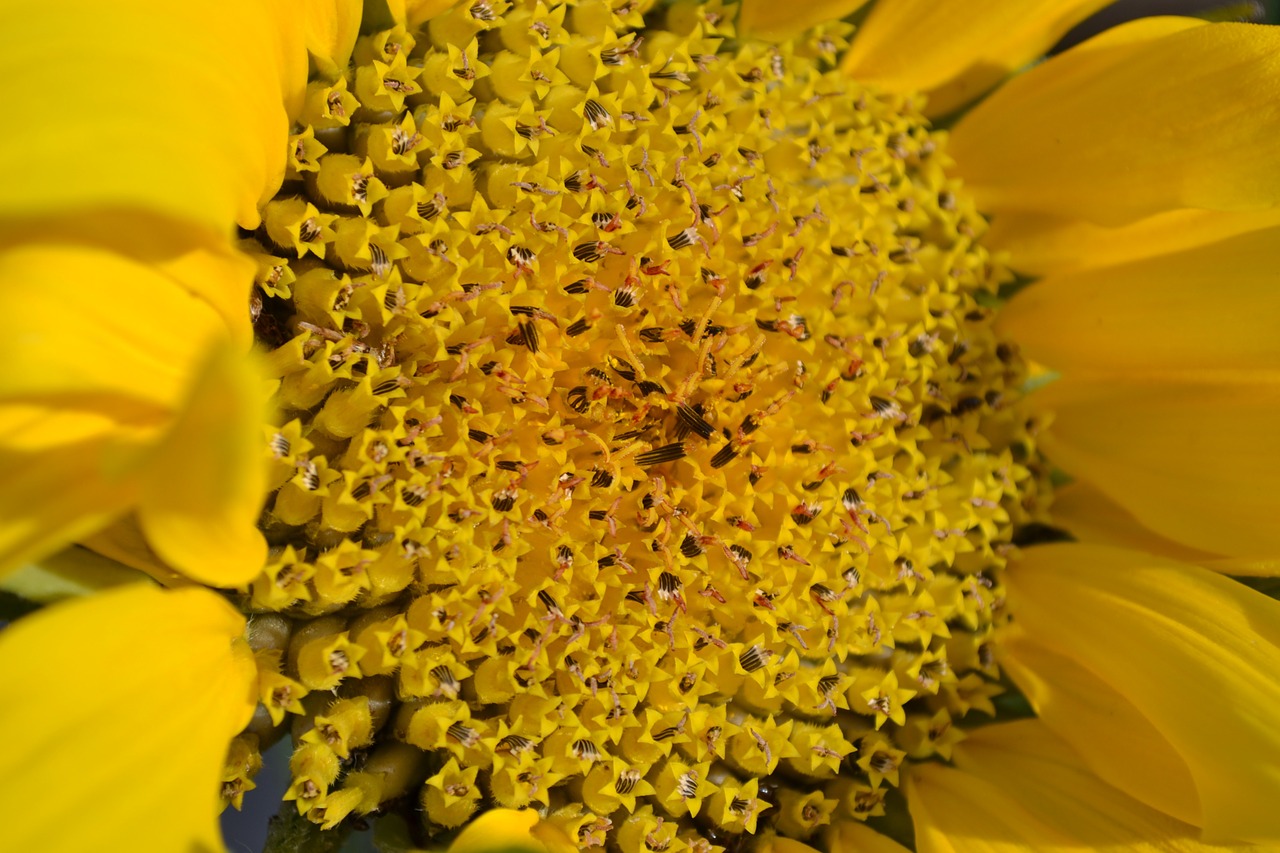 sunflower yellow head free photo