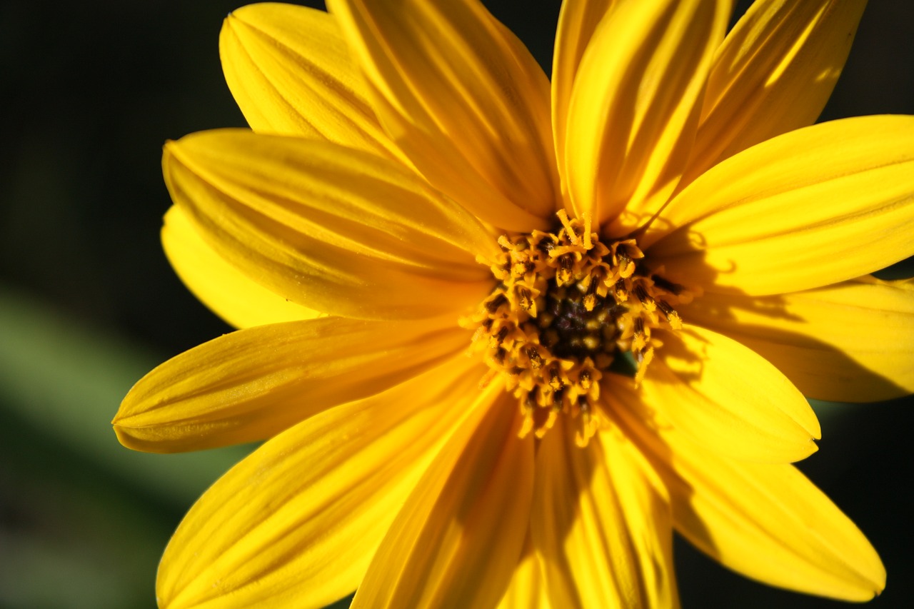 sunflower sun flower free photo