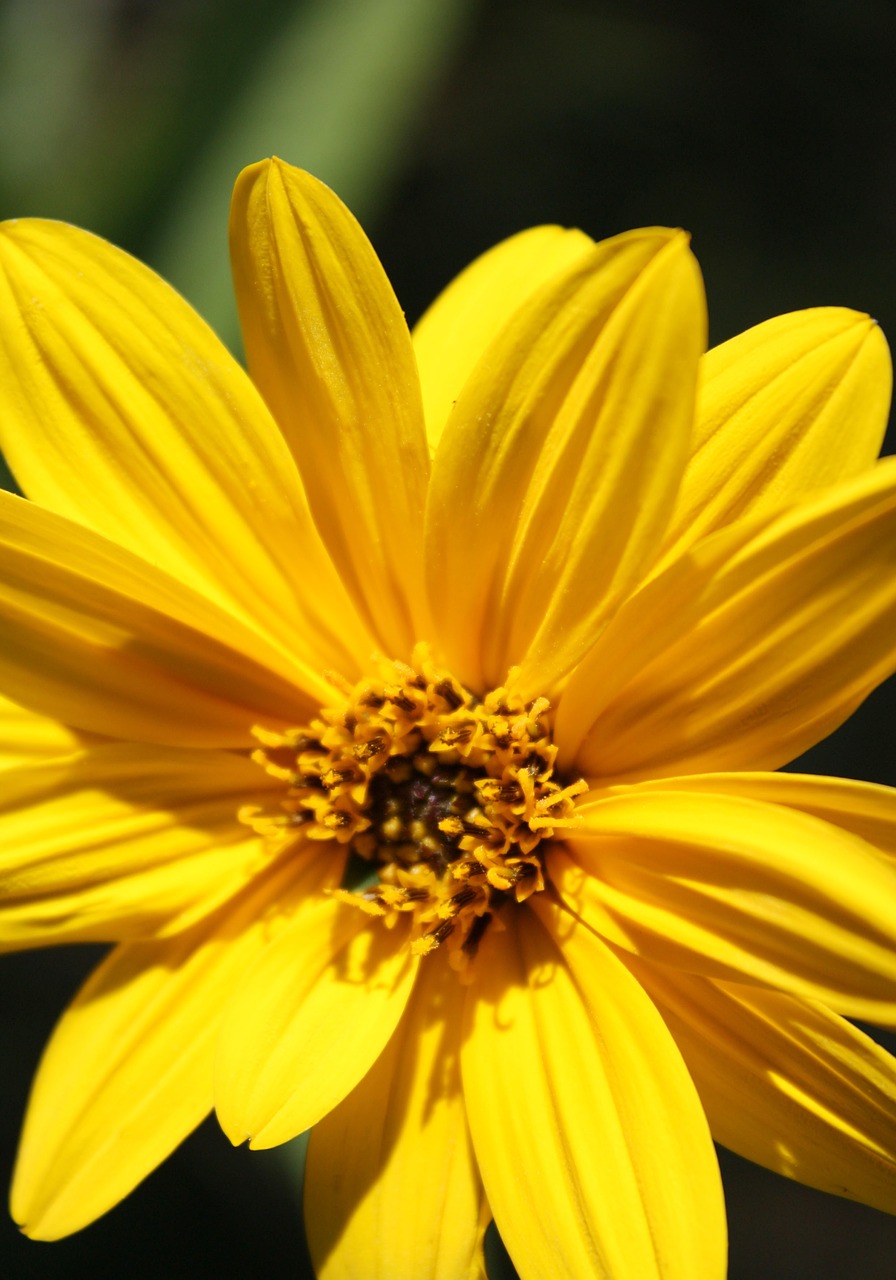 sunflower flower sun free photo