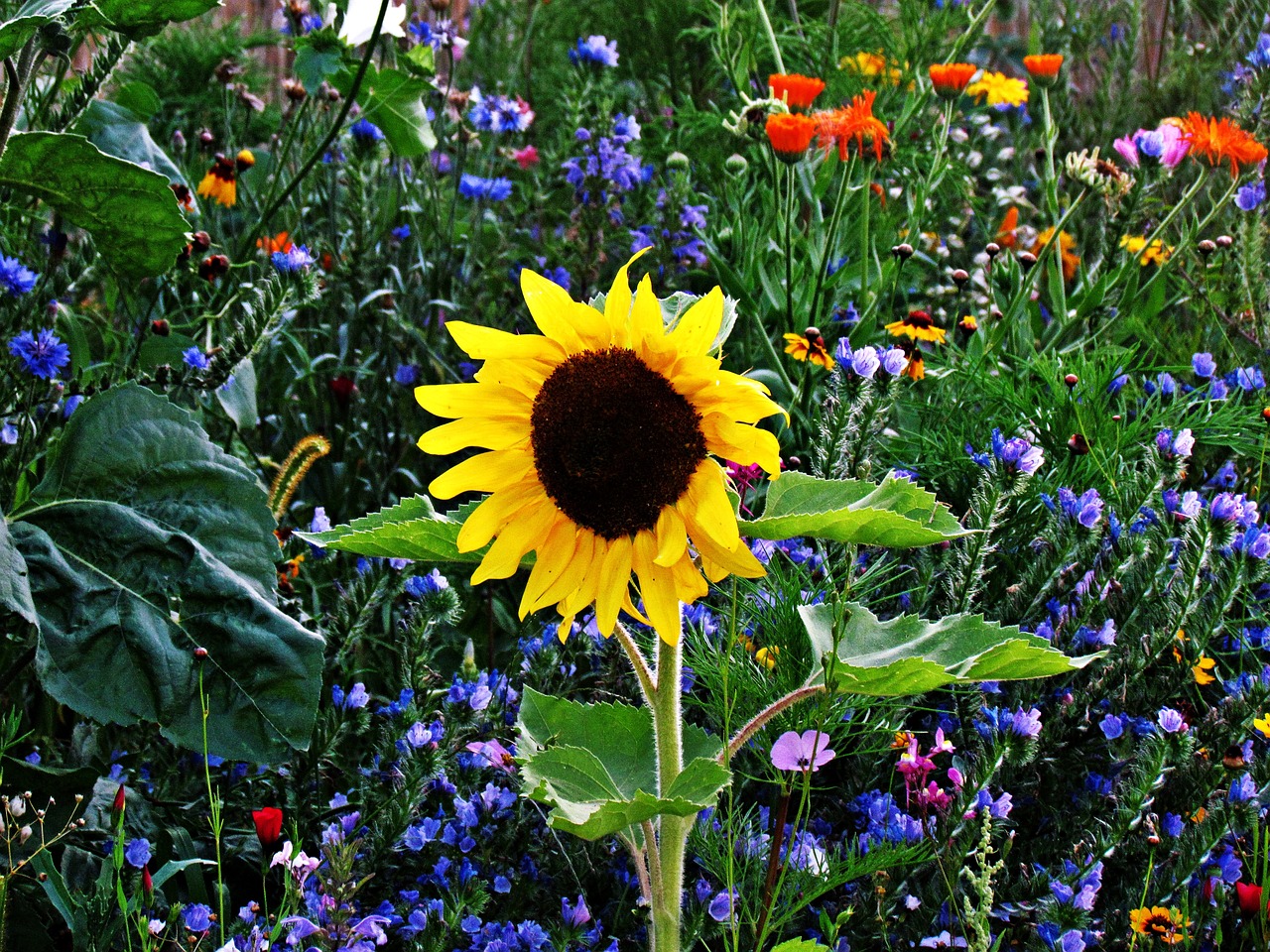 sunflower flower nature free photo