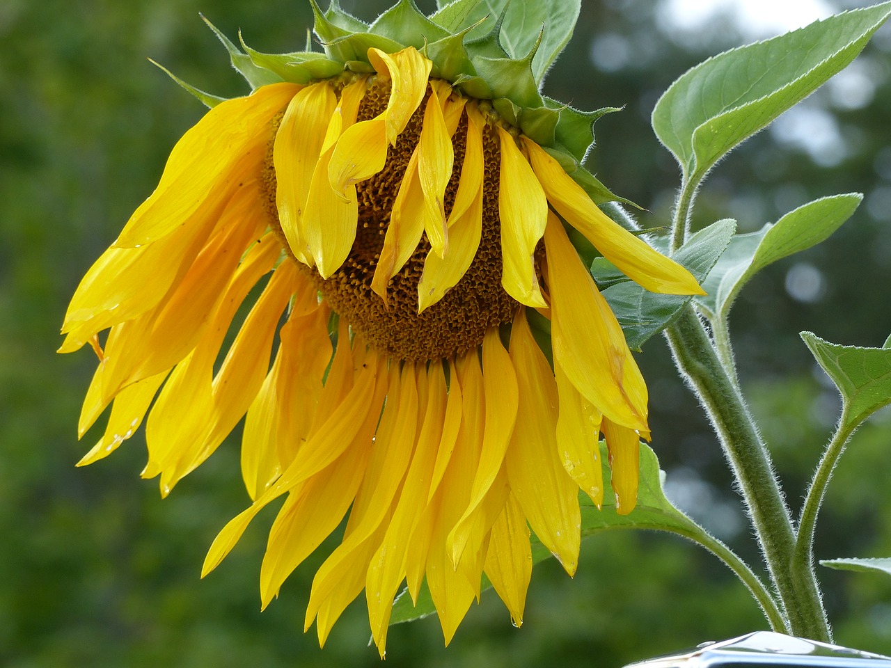 sunflower stem flower free photo