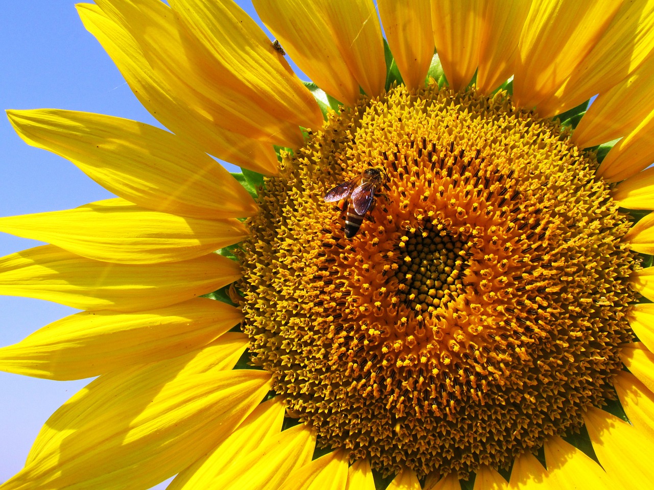 sunflower plant flower free photo