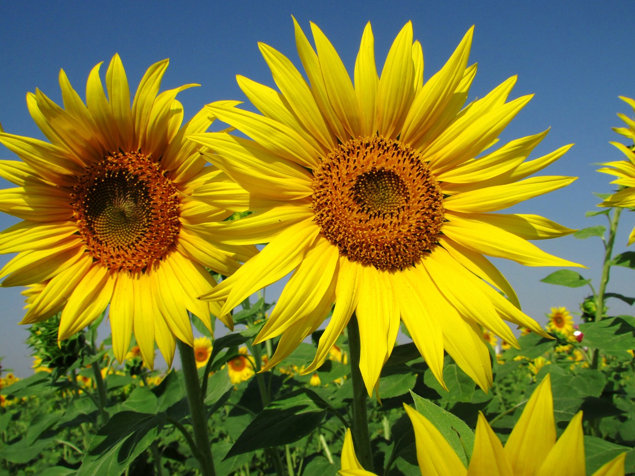 sunflower flower summer free photo