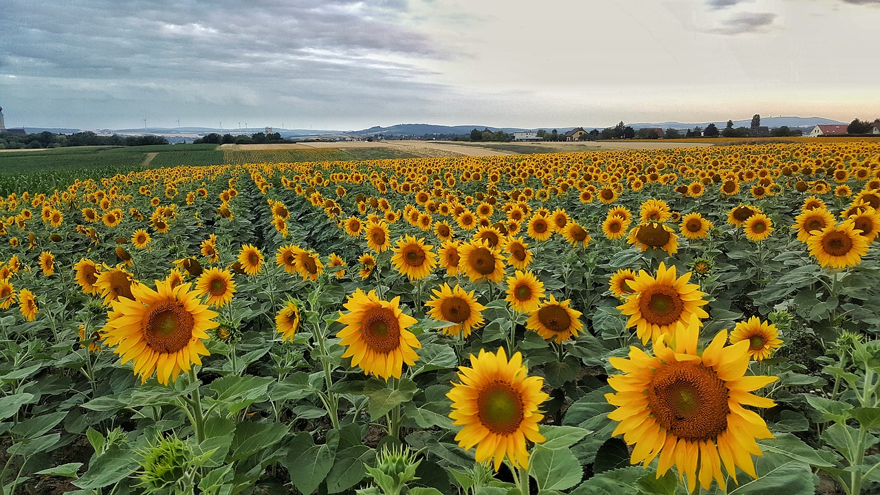 sunflower nature sky free photo