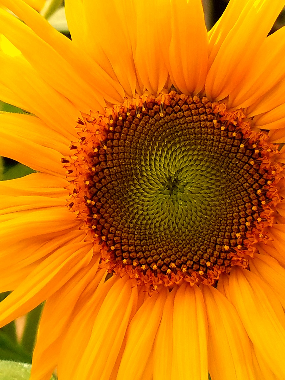 sunflower flower happy free photo