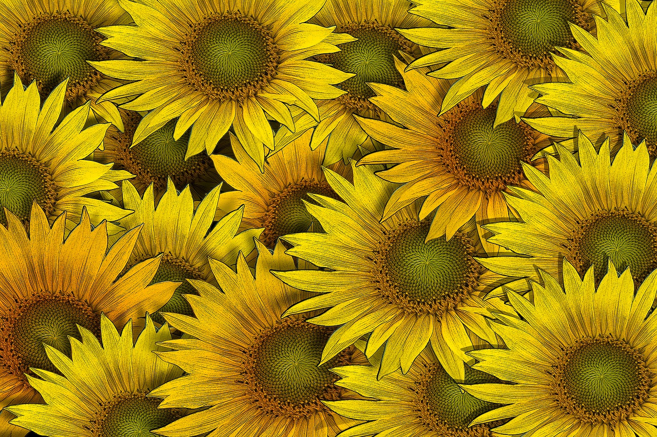 sunflower flower flowers free photo