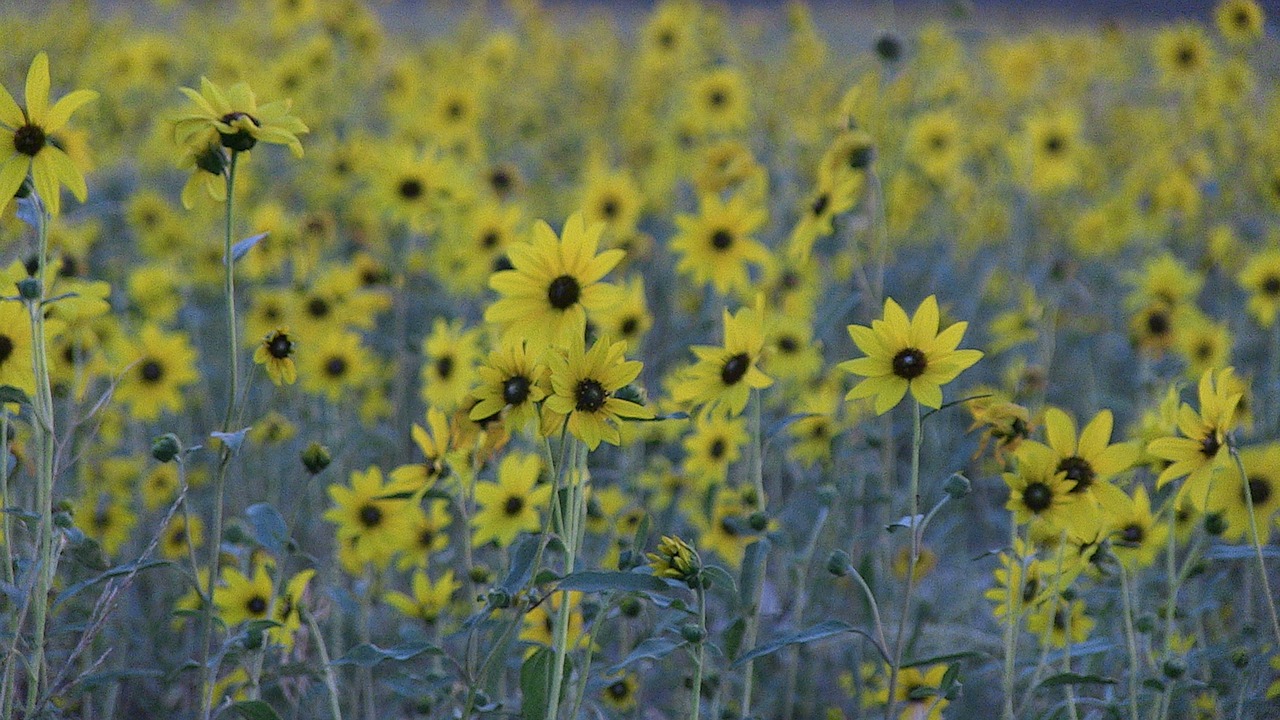 sunflower flower nature free photo