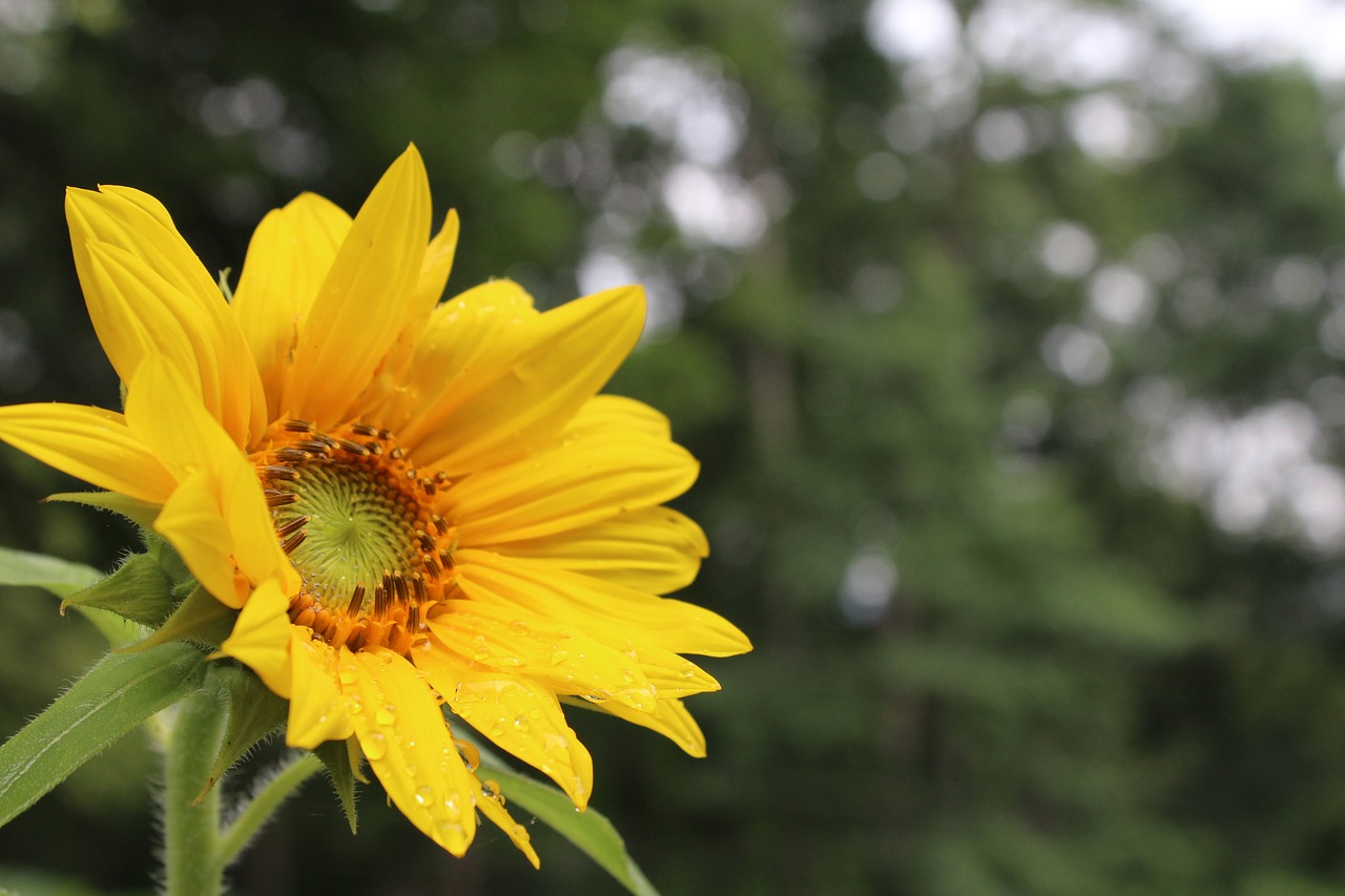 sunflower spring summer free photo