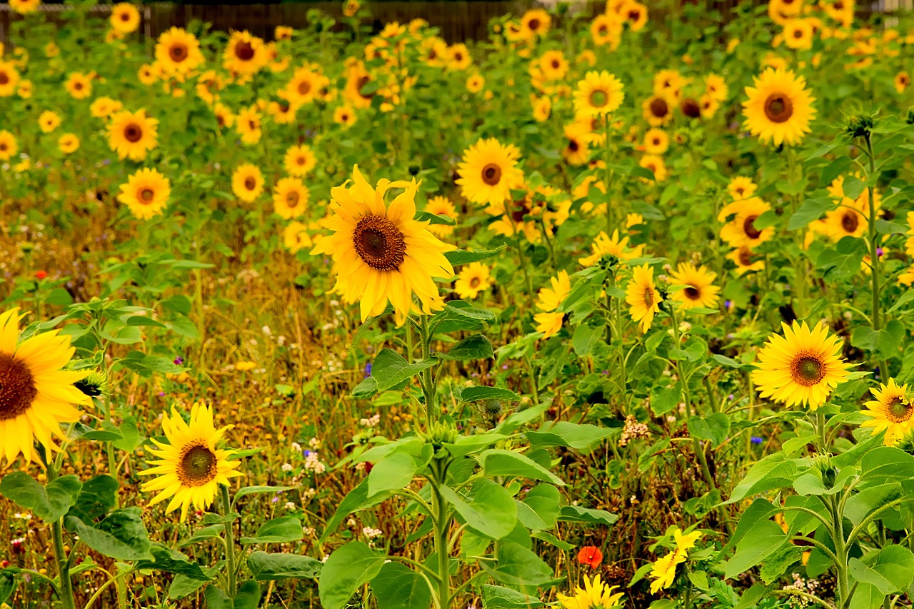 sunflower field blossom free photo