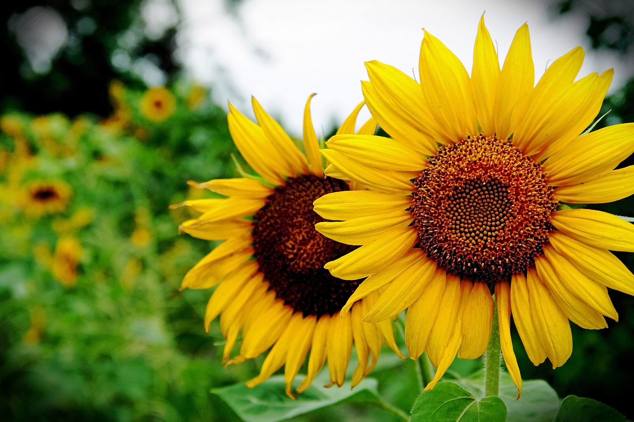 sunflower flower green free photo