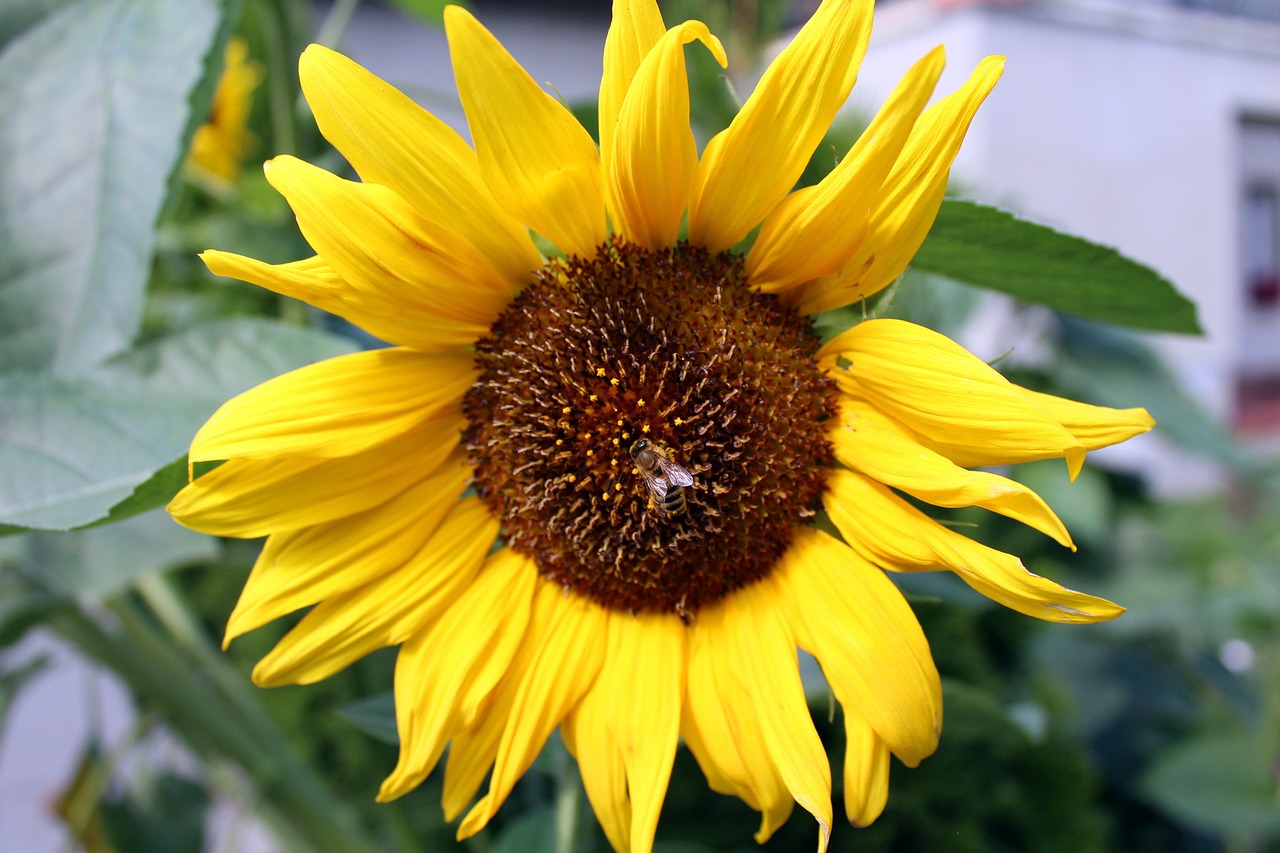 sunflower summer ros free photo