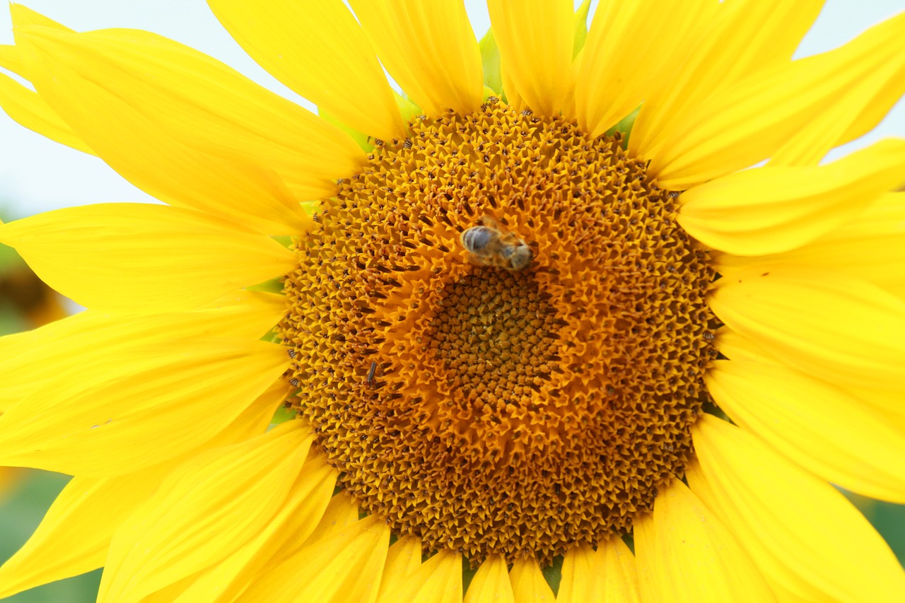 sunflower yellow summer free photo