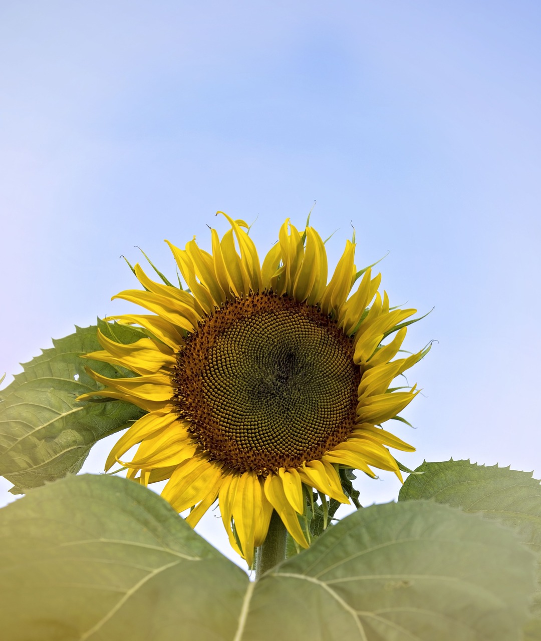 sunflower summer flower free photo