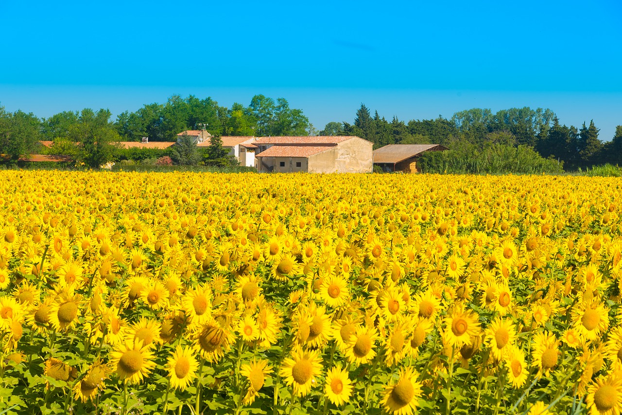 sunflower sunflower field flower free photo