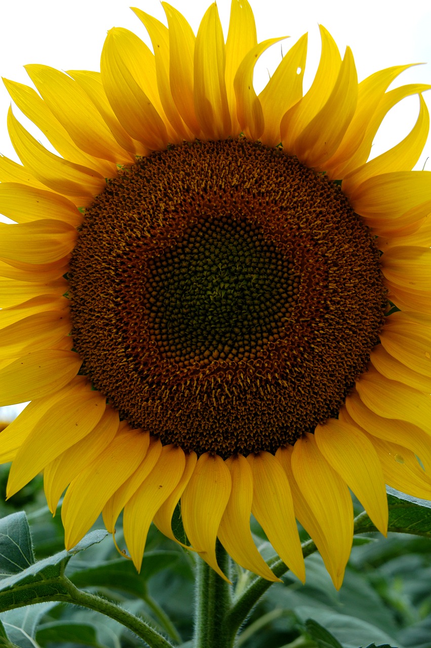 sunflower bloom yellow flower free photo