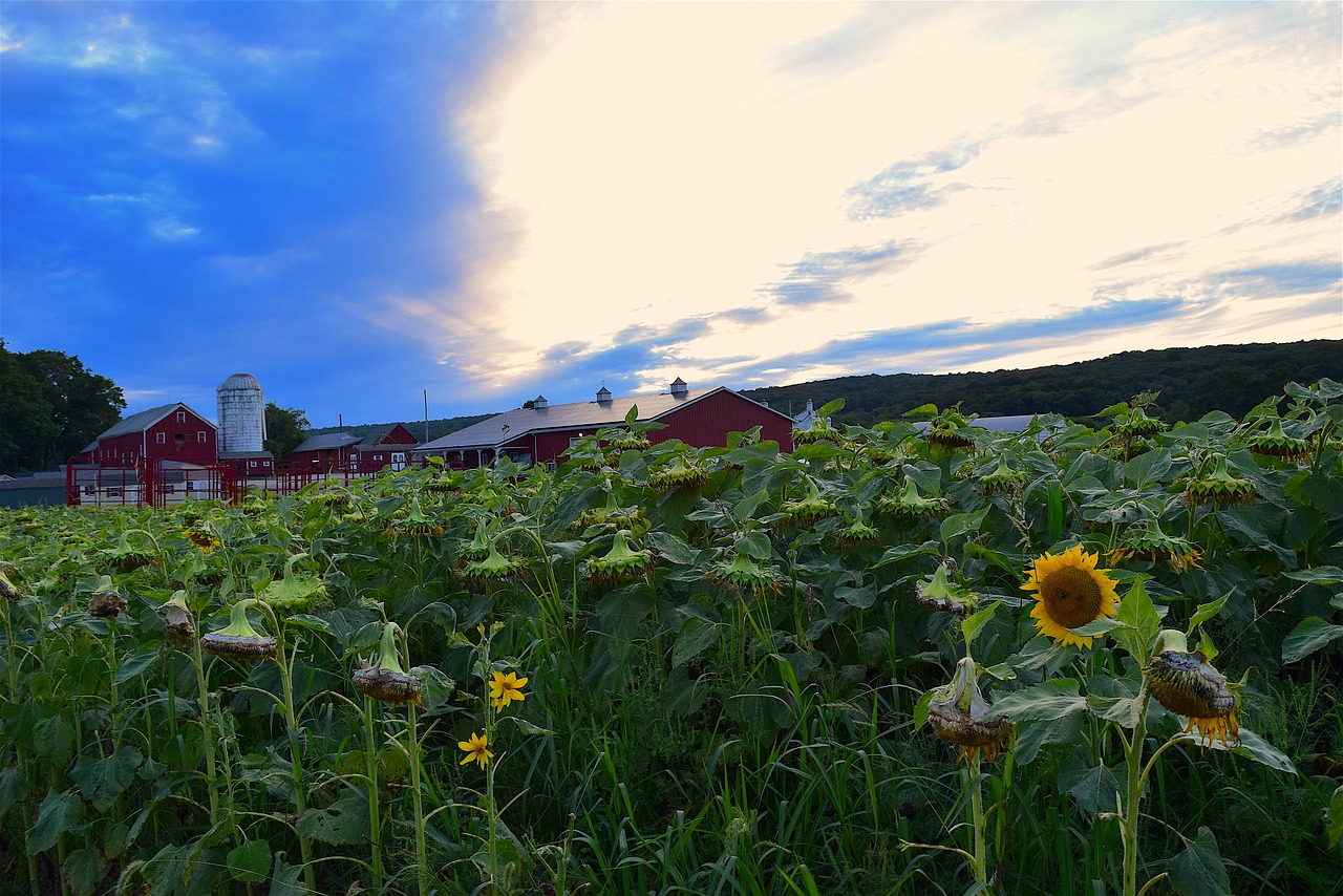 sunflower pasture green free photo