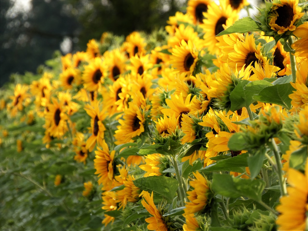 sunflower sunflower field blossom free photo