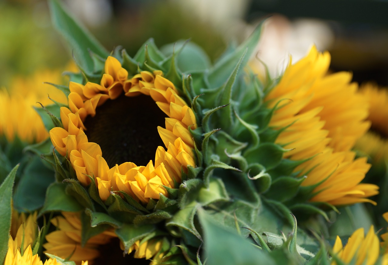 sunflower yellow bloom free photo