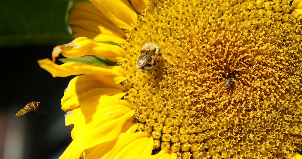 sunflower bees insects free photo