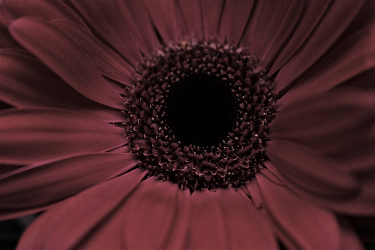 sunflower maroon petals free photo