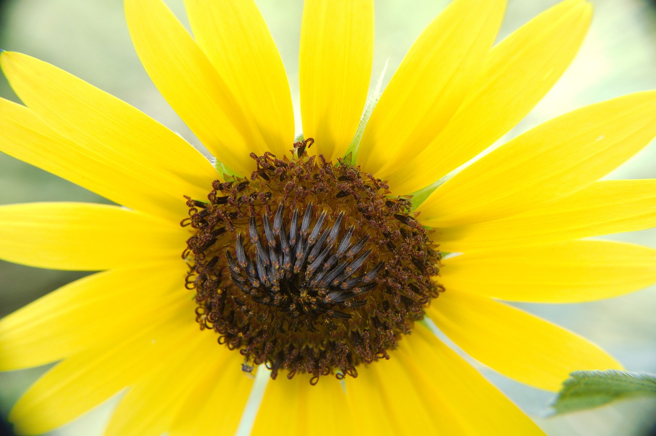 sunflower flower summer free photo