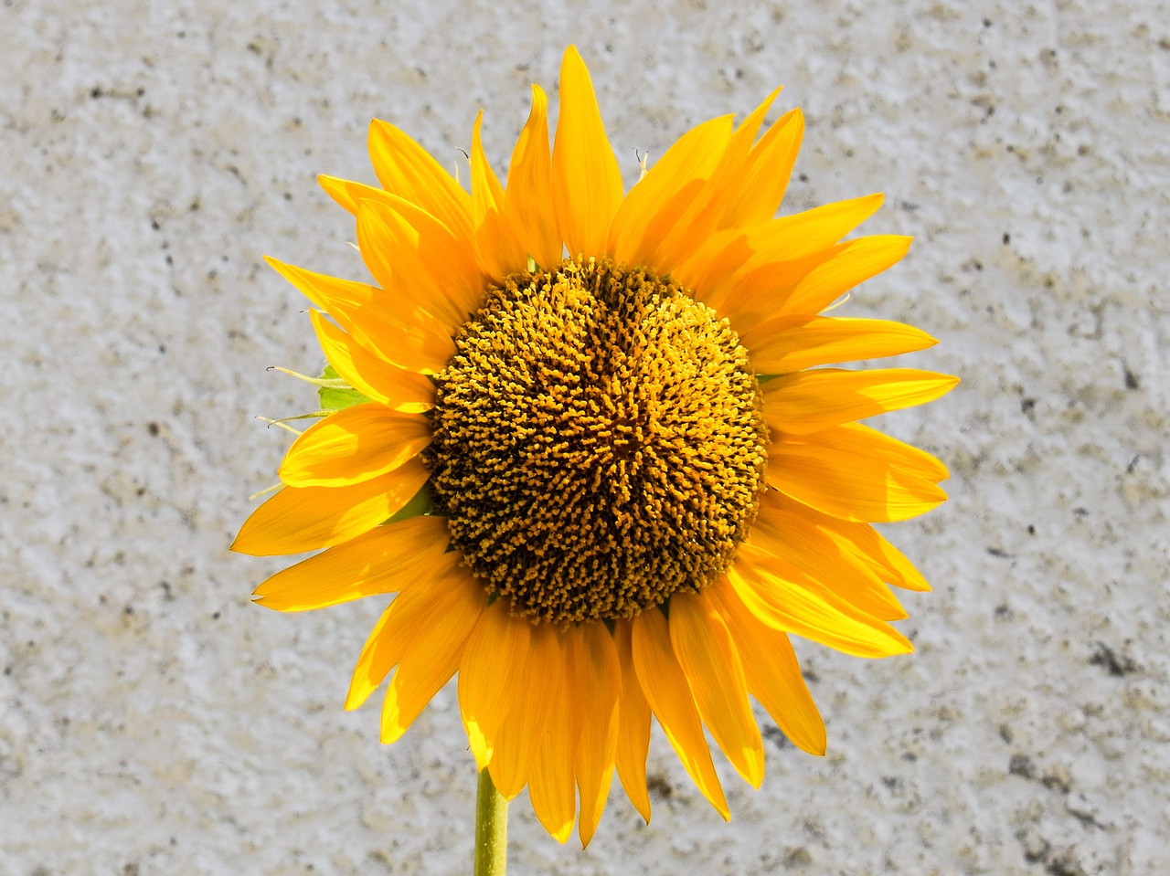 sunflower flower yellow free photo