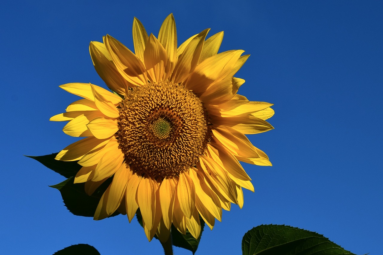 sunflower yellow blue free photo