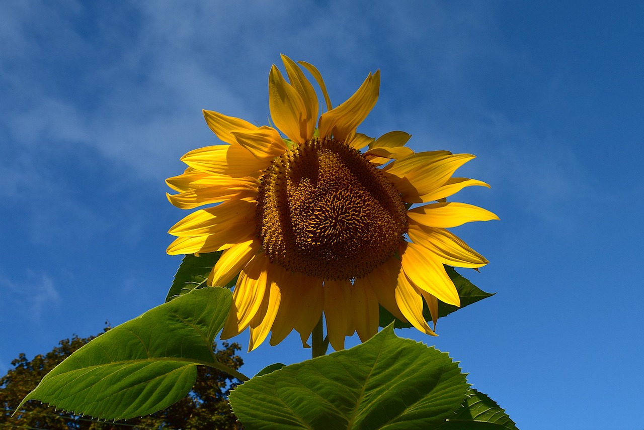 sunflower yellow blue free photo