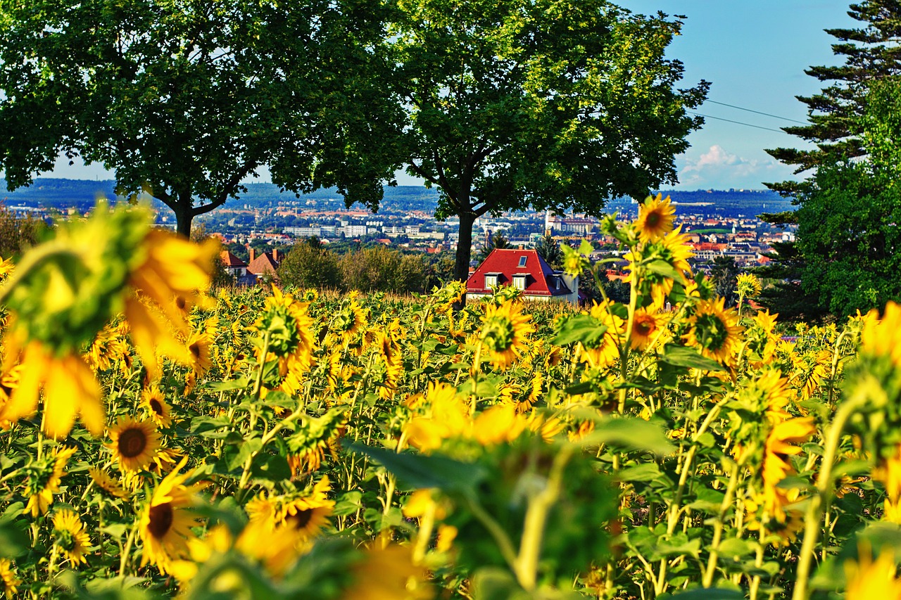 sunflower flowers field of flowers free photo