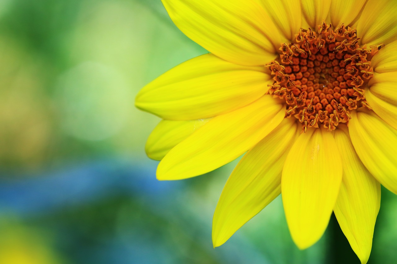 sunflower autumn flowers free photo