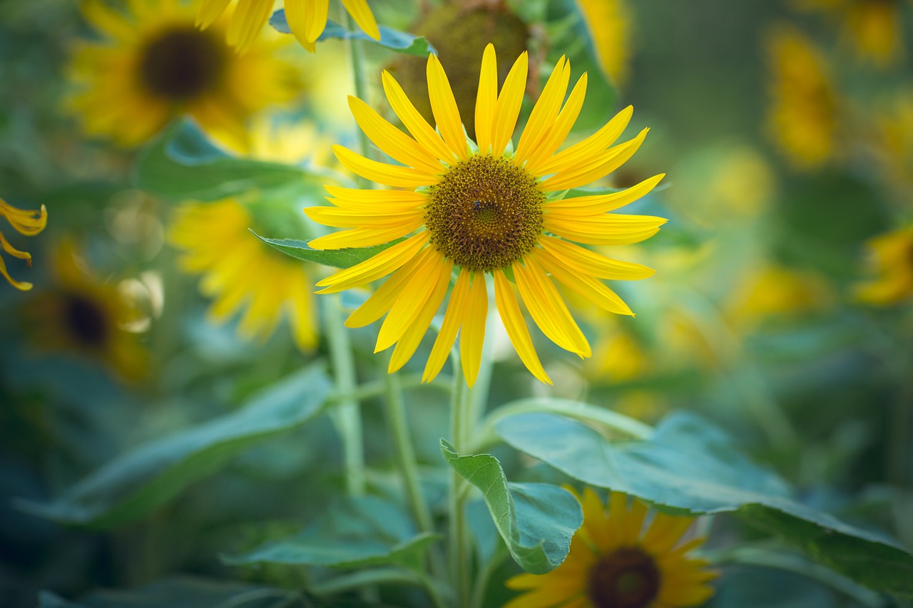 sunflower flower garden free photo