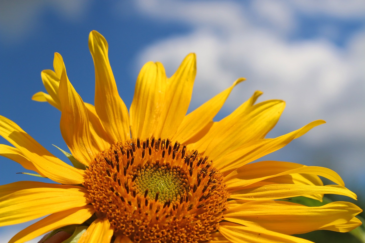 sunflower sky yellow free photo