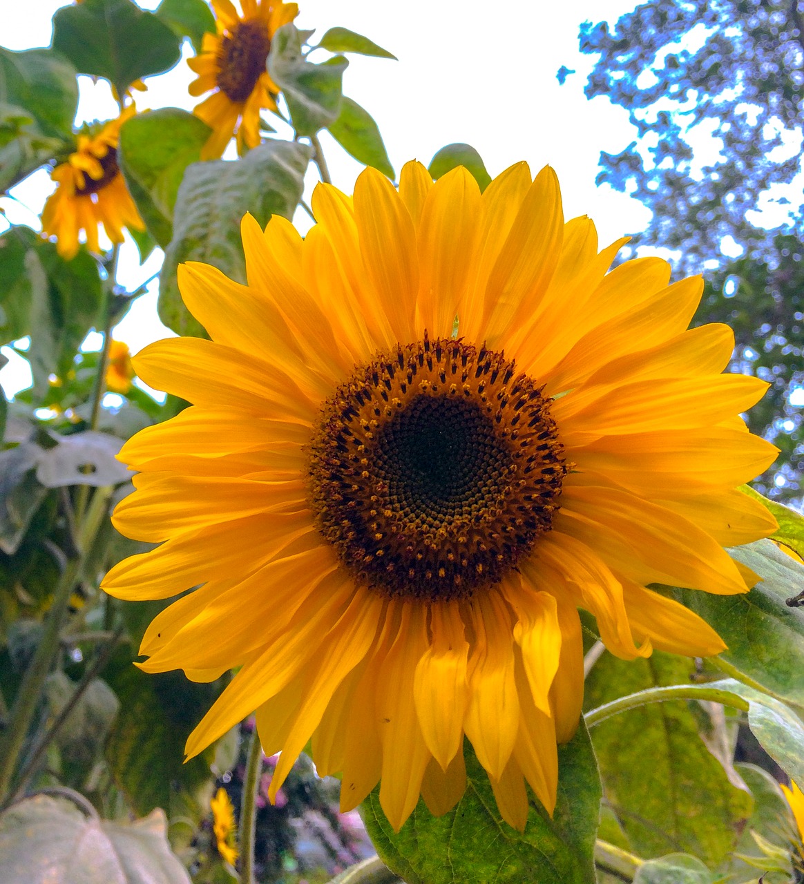 sunflower sun flower free photo