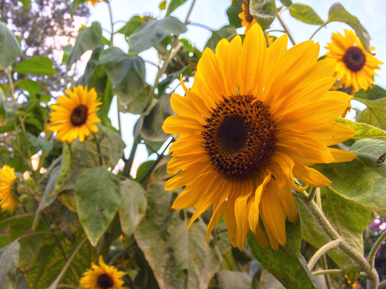 sunflower sun flower free photo