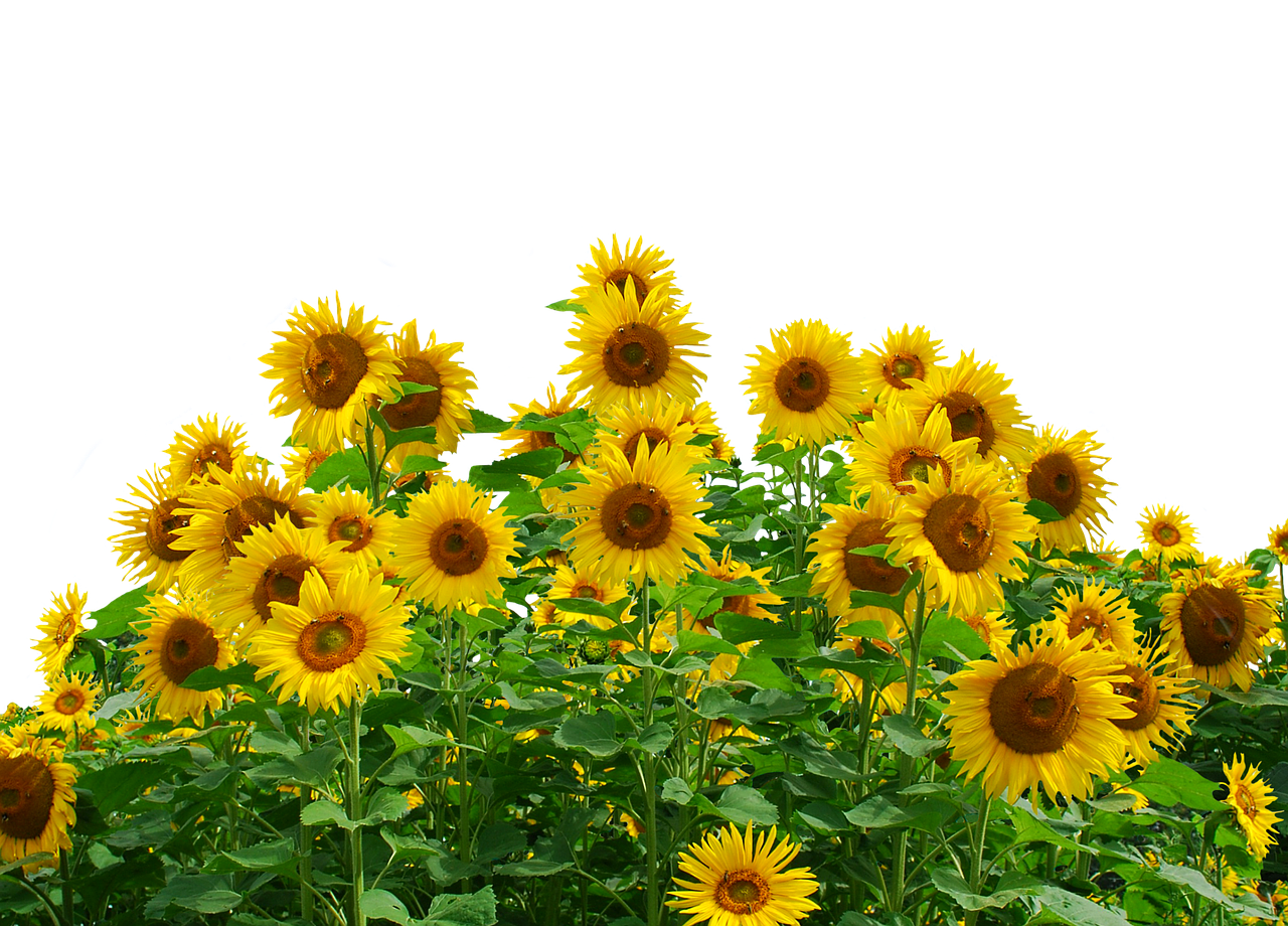 sunflower sun summer free photo