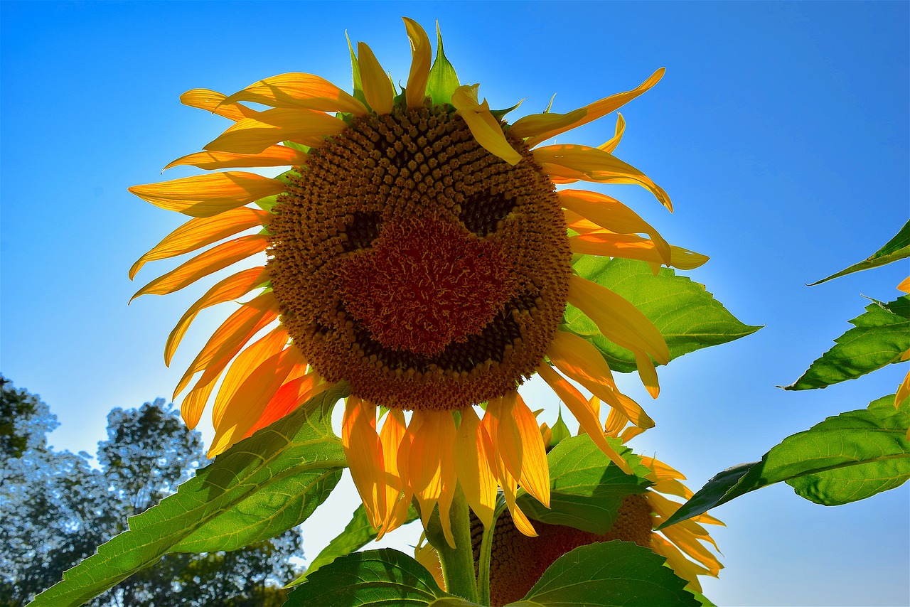 sunflower face yellow free photo