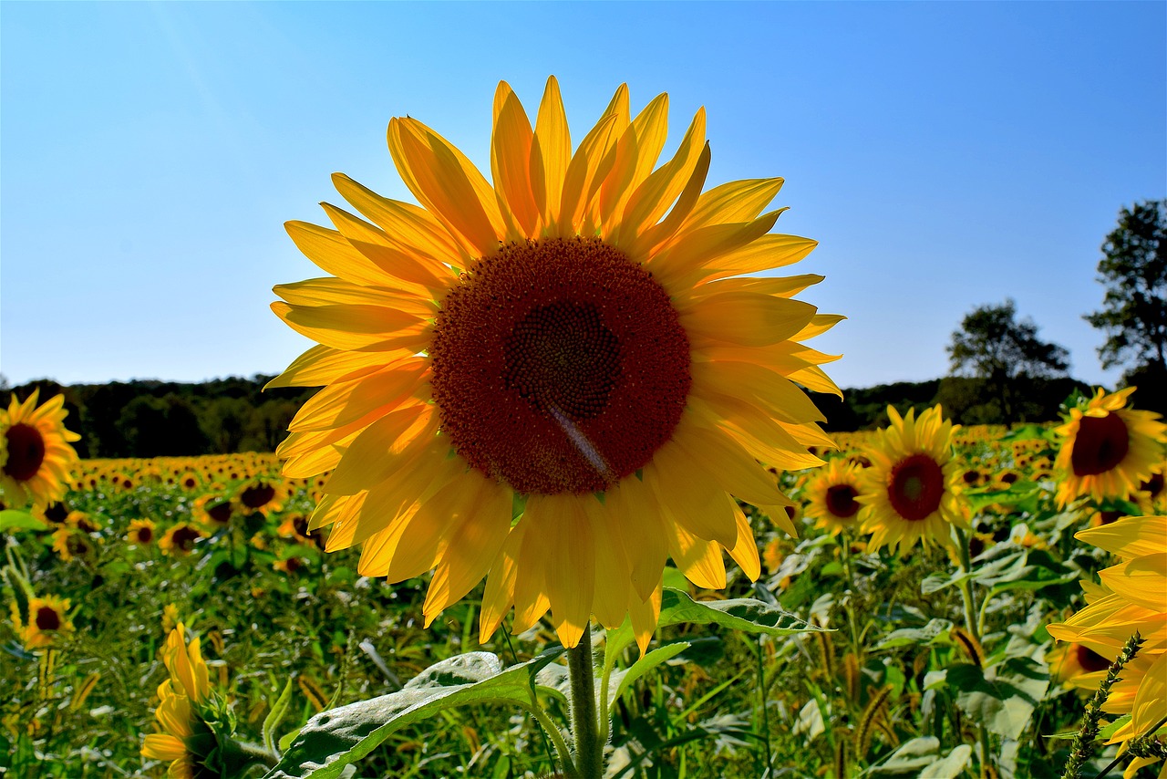 sunflower yellow field free photo